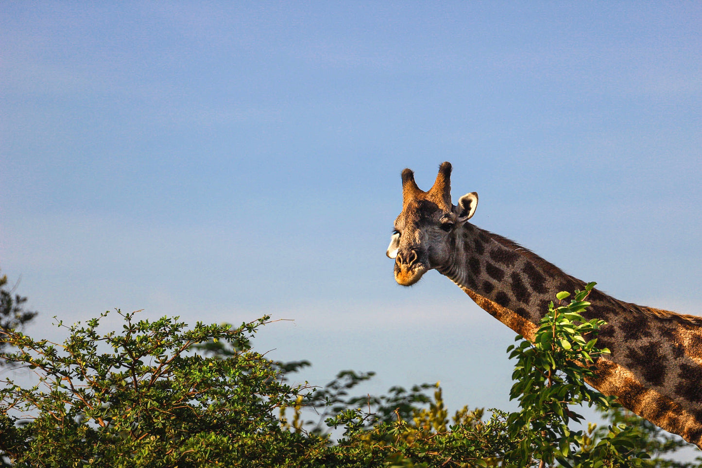 "On Top of the Canopy"