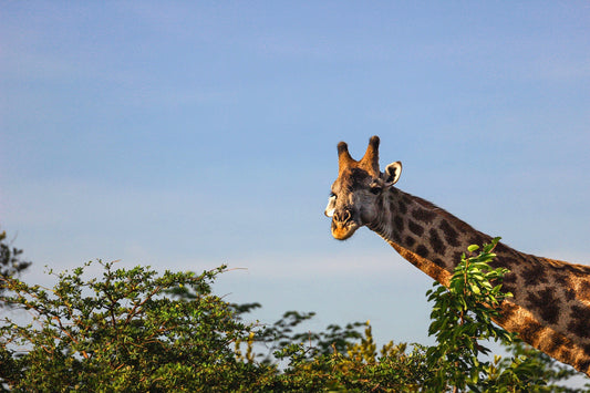 "On Top of the Canopy"
